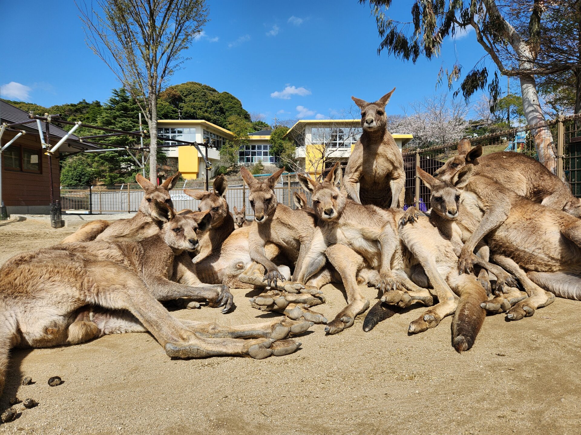 カンガルー広場 - 北九州市立響灘緑地/グリーンパーク【公式サイト】