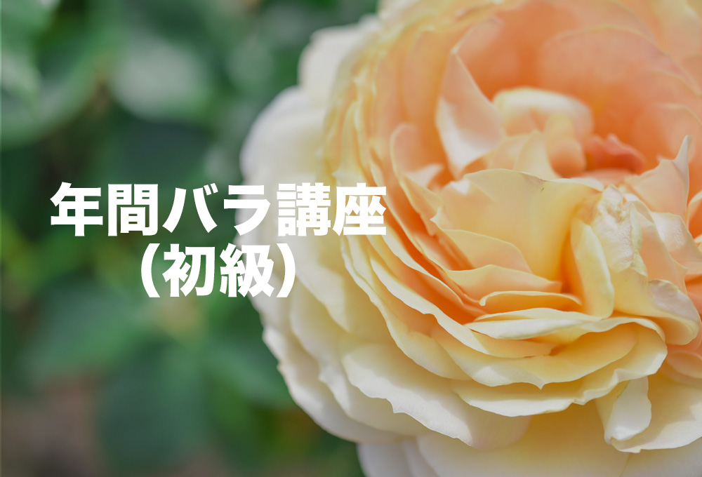 年間バラ講座（初級） - 北九州市立響灘緑地/グリーンパーク【公式サイト】