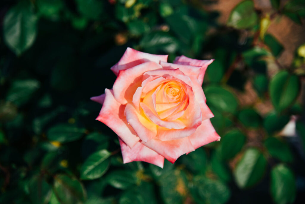 画像に alt 属性が指定されていません。ファイル名: %E3%82%A8%E3%83%AC%E3%82%AC%E3%83%B3%E3%83%88%E3%83%AC%E3%83%87%E3%82%A3%EF%BC%88%E7%A7%8B%EF%BC%89-2-1024x683.jpg