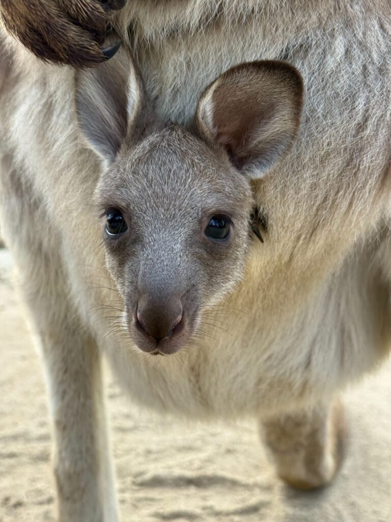 画像に alt 属性が指定されていません。ファイル名: %E3%82%B4%E3%83%BC%E3%83%A4%E3%81%AE%E4%BB%94-768x1024.jpg