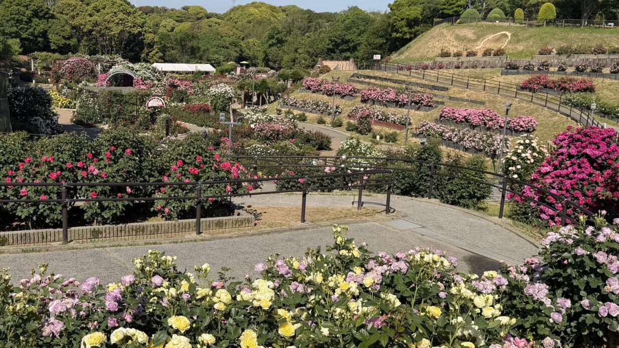 春のバラフェア2026】5/17(日)バラの開花状況＜7分咲き・最盛期