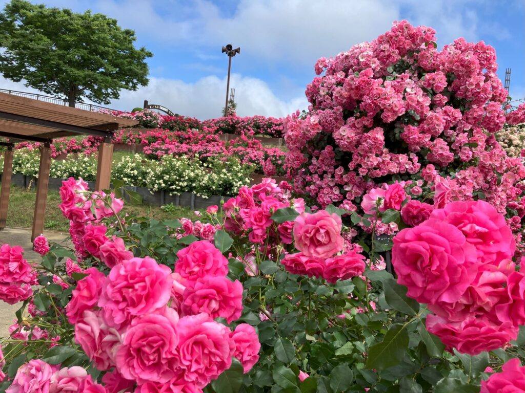 画像に alt 属性が指定されていません。ファイル名: IMG_4294-1024x768.jpg