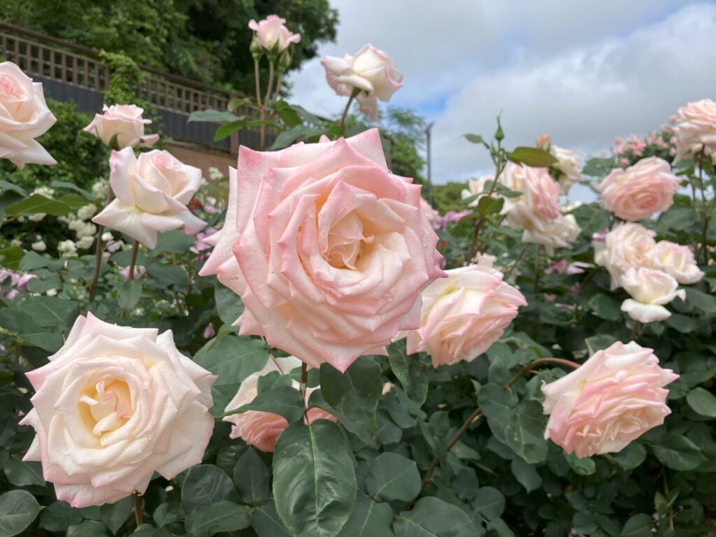 画像に alt 属性が指定されていません。ファイル名: IMG_4298-1024x768.jpg