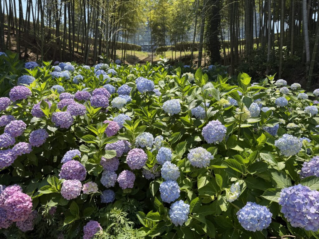 見頃のお花情報（アジサイ） - 北九州市立響灘緑地/グリーンパーク